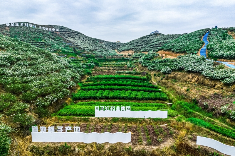 產(chǎn)業(yè)振興