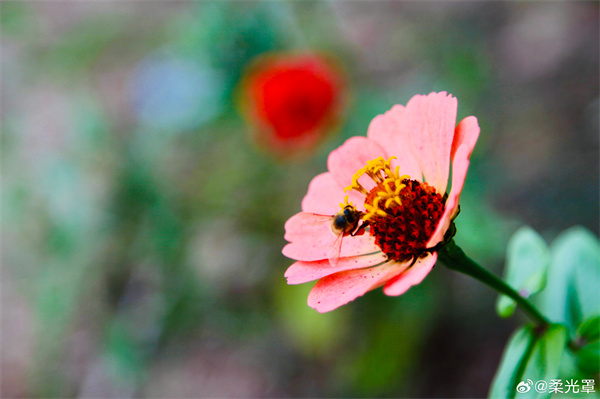 【圖說淮南】&mdash;&mdash;秋天的花兒