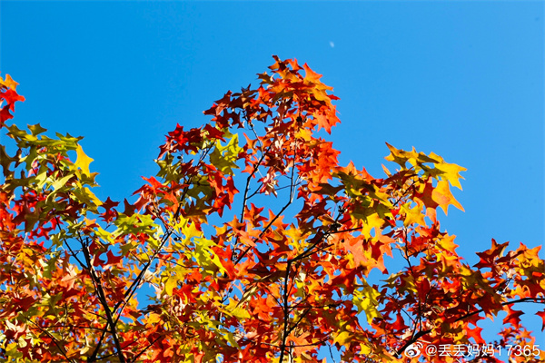 【圖說淮南】&mdash;&mdash;秋葉紅