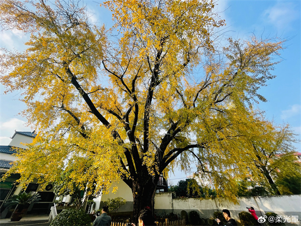 【圖說淮南】&mdash;&mdash;千年古樹