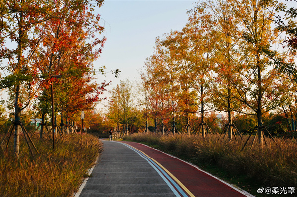 【圖說淮南】&mdash;&mdash;秋葉