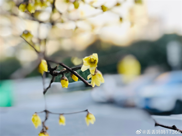 【圖說淮南】&mdash;&mdash;暗香