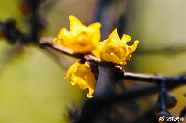 【圖說淮南】&mdash;&mdash;暗香浮動
