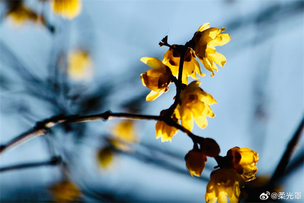 【圖說淮南】&mdash;&mdash;破臘驚春意，凌寒試曉妝