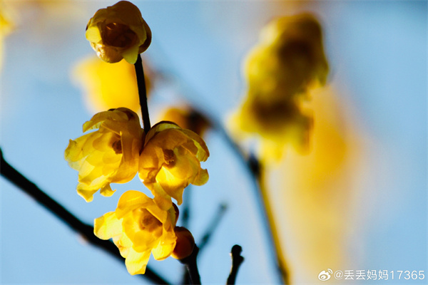 【圖說淮南】&mdash;&mdash;墻角數枝梅，凌寒獨自開