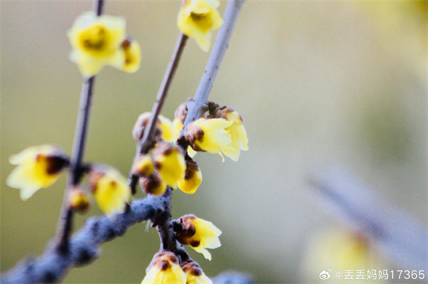 【圖說淮南】&mdash;&mdash;臘梅飄香
