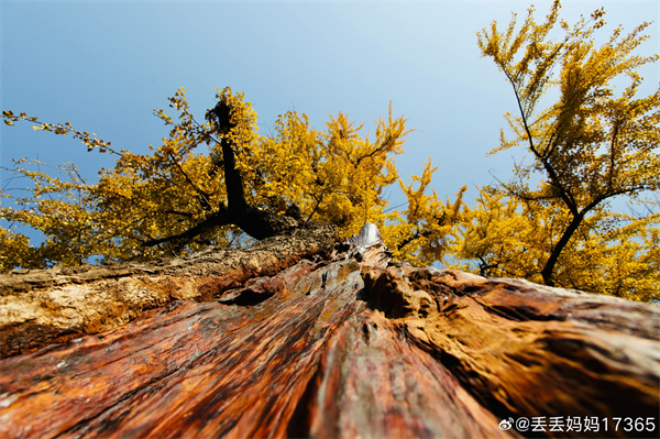 【圖說淮南】&mdash;&mdash;古銀杏樹