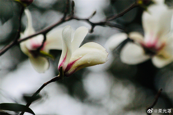 【圖說淮南】&mdash;&mdash;早春的花朵  ???