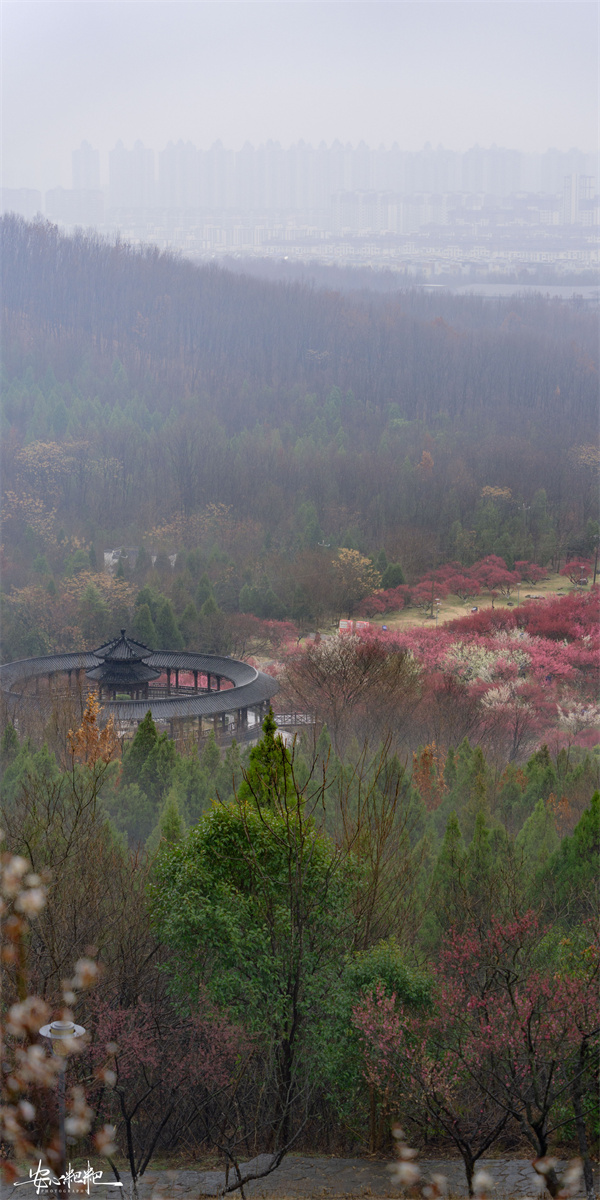 【圖說淮南】&mdash;&mdash;山南梅園 雨夾雪的三月三日