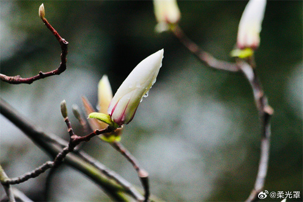 【圖說淮南】&mdash;&mdash;潔白無瑕滿枝頭，淡淡幽香徐自來
