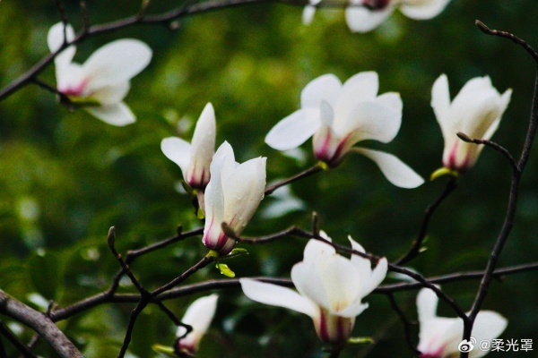 【圖說淮南】&mdash;&mdash;玉蘭花
