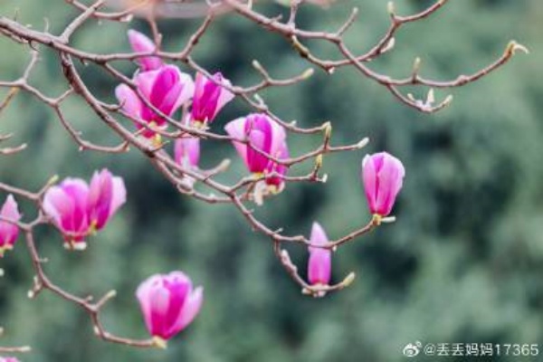 【圖說淮南】&mdash;&mdash;一樹繁花