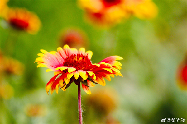【圖說淮南】&mdash;&mdash;花兒朵朵開