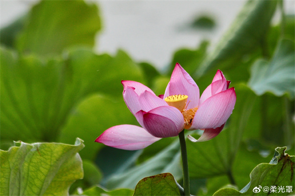 【圖說淮南】&mdash;&mdash;映日荷花別樣紅