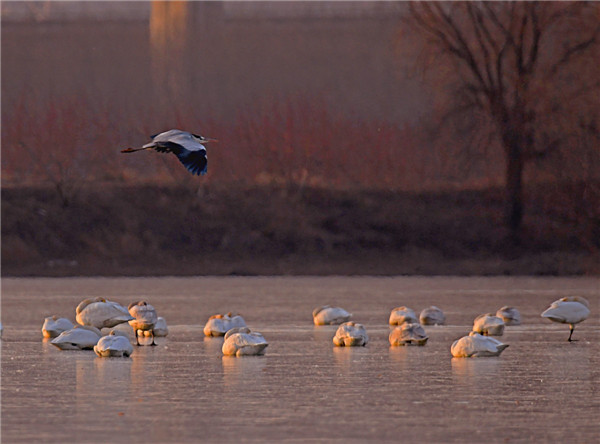 圖說淮南&mdash;&mdash;夕陽下的自由者